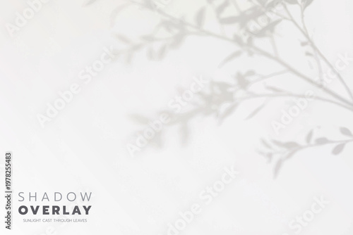 Soft leaf shadows cast on a bright, clean background. The natural sunlight creates an elegant, minimalistic overlay effect, perfect for use in design projects, presentations, social media graphics