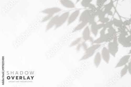 Soft leaf shadows cast on a bright, clean background. The natural sunlight creates an elegant, minimalistic overlay effect, perfect for use in design projects, presentations, social media graphics