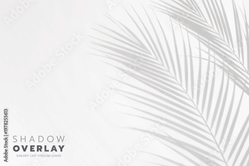 Soft leaf shadows cast on a bright, clean background. The natural sunlight creates an elegant, minimalistic overlay effect, perfect for use in design projects, presentations, social media graphics