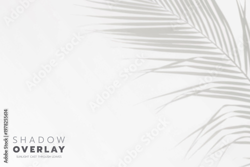 Soft leaf shadows cast on a bright, clean background. The natural sunlight creates an elegant, minimalistic overlay effect, perfect for use in design projects, presentations, social media graphics