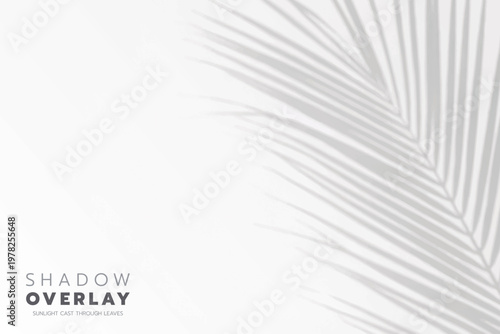 Soft leaf shadows cast on a bright, clean background. The natural sunlight creates an elegant, minimalistic overlay effect, perfect for use in design projects, presentations, social media graphics