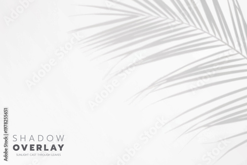 Soft leaf shadows cast on a bright, clean background. The natural sunlight creates an elegant, minimalistic overlay effect, perfect for use in design projects, presentations, social media graphics