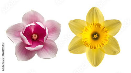 Pink magnolia and yellow daffodil flower heads for spring season botanical design on a transparent background