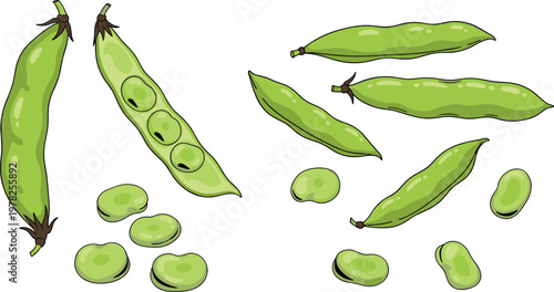 Broad Bean and Pea Pod Collection Featuring Whole Pods, Sliced Beans, and Fresh Peas for Healthy Food, Organic, and Agriculture Illustrations