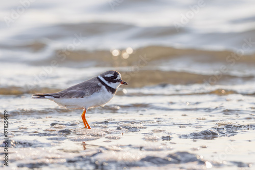 Ringed plover (Charadrius hiaticula) searching for food in a lagoon in the Camargue, France.