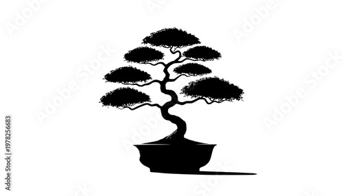 bonsai tree isolated on white