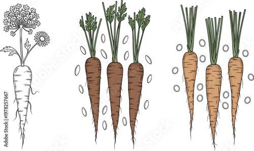 Carrot plant illustration set with roots, seeds and leaves in hand drawn style isolated on white background, organic farming vector
