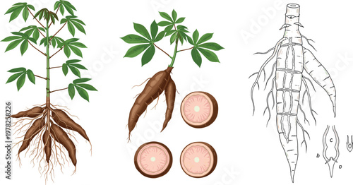 Cassava plant and root vector illustration set featuring manioc tuber slices botanical drawing and agricultural crop isolated on white background