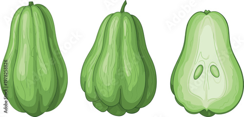 Chayote squash vector illustration set with whole and cut pieces green vegetable fresh organic food isolated design