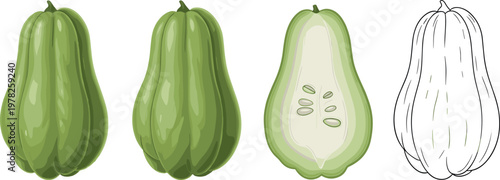 Chayote squash vector illustration set with whole fruit cut section and outline drawing green vegetable isolated on white background