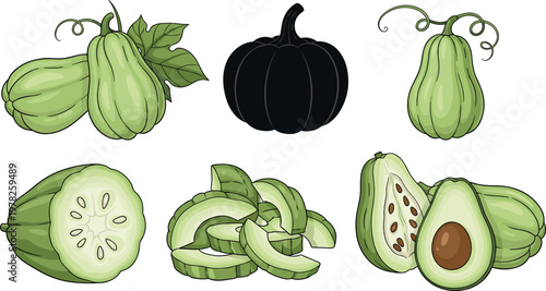 Chayote squash vector illustration set with whole sliced pieces and black silhouette vegetable elements isolated on white background