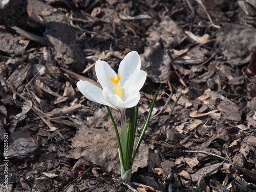 Single white crocus flower with yellow center blooming in dark mulched soil outdoors
