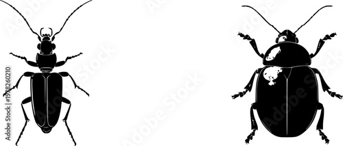 A symmetrical flea beetle, with tiny strong jumping legs and a bold solid black shape, stands out against a pure white background in this minimalist flat vector art piece