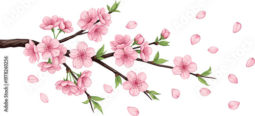 Cherry blossom branch illustration with pink sakura flowers and falling petals isolated on white background, spring floral vector design