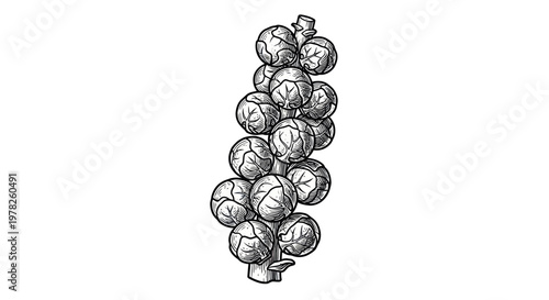 Brussels Sprouts On Stem Illustration