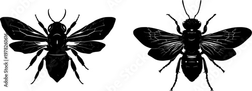 A symmetrical carpenter bee illustration showcases a bold black silhouette with crisp contours against a pure white background, rendered in minimalist flat vector art with flawless sharp edges and