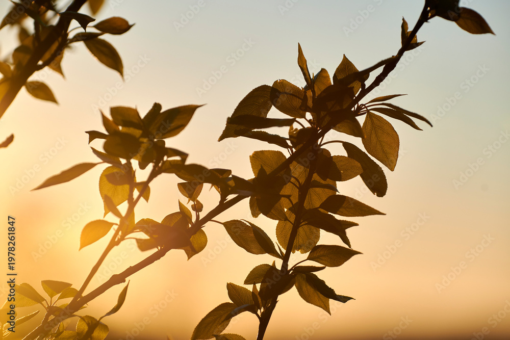Naklejka premium Trees, branch and sky sunrise in nature with leaves for growth, foliage and springtime in backyard. Plants, floral and botanical with morning dusk, sustainable environment and season change outdoor
