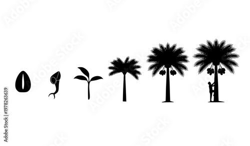 Date palm tree life cycle silhouettes timeline from seed to harvesting farmer vector illustration
