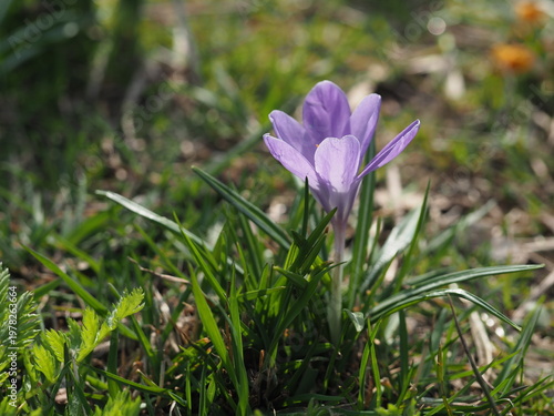 фотографія One purple crocus flower rising from lush green grass in early spring season