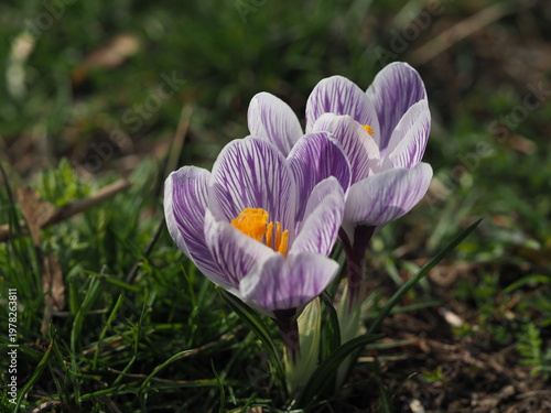 Pair of striped crocuses blooming on dark soil in early spring garden