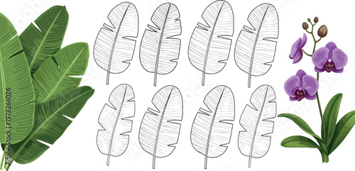Citrus fruit illustration set with orange slices lemon segments and detailed cross section fresh juicy food vector collection