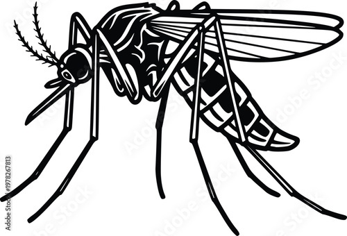 Hand Drawn Mosquito Vector Illustration Black and White Detailed Insect Line Art Side View