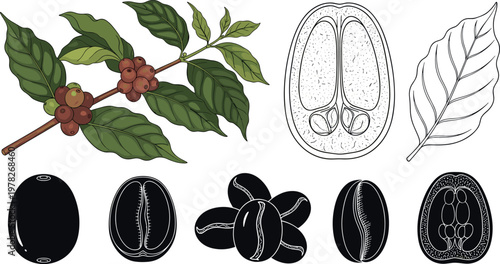 Coffee plant illustration set with branch, leaves, beans and cross section details isolated on white background, botanical vector collection