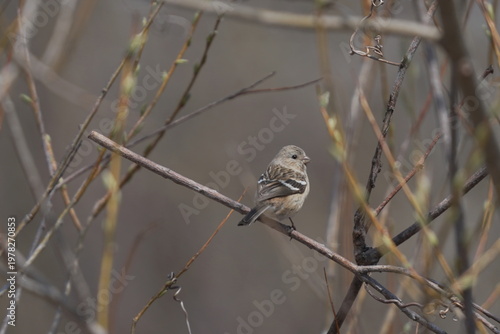 枝にとまるベニマシコのメス