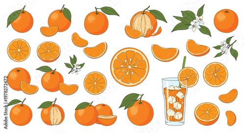 Large set of various orange illustrations including whole fruits, slices, blossoms, and a tall glass of cold orange juice with ice.