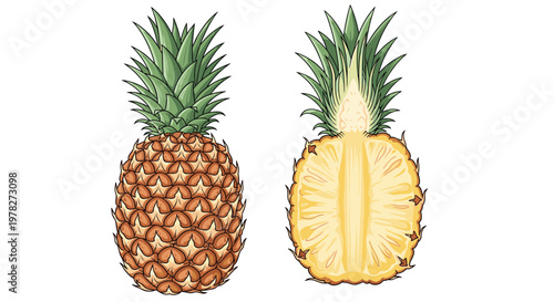 Realistic illustration of a whole ripe pineapple and a vertical cross section showing its internal texture and yellow core on a white background.