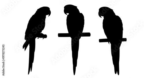 Three parrots perched on branches depicted in stark black silhouette