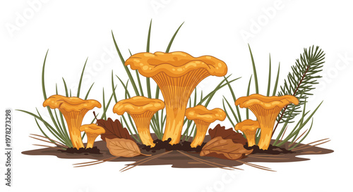 Group of edible yellow chanterelle mushrooms growing on the forest ground among green grass, dry brown leaves, and fallen pine needles.