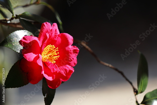 満開の真っ赤な山茶花
