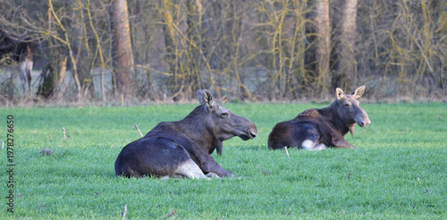  dwa Łosie euroazjatyckie (Alces alces) leżące, siedzące na polu, zielonej łące, na tle lasu, wczesną wiosną