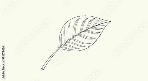 Detailed line art sketch of a single deciduous leaf showing intricate vein patterns for nature and botanical themed projects.