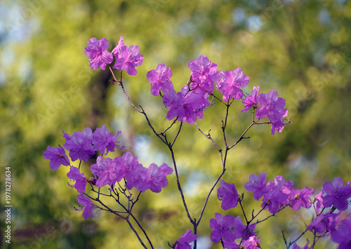 Obraz na plátně Pink azalea flowers, soft pink flower leaves and surgery play an important role