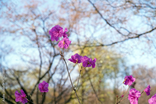 Принти на полотні Pink azalea flowers, soft pink flower leaves and surgery play an important role