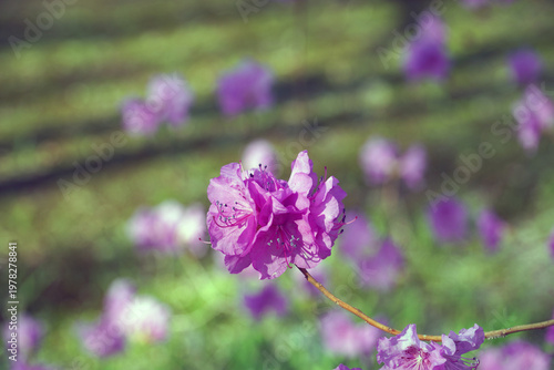 Quadro su tela Pink azalea flowers, soft pink flower leaves and surgery play an important role