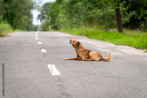 Alert Dog Resting On Country Road With Trees On Both Sides