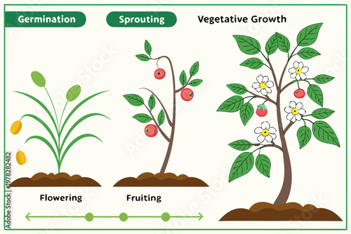 Plant Growth Stages Agriculture Infographic Vector Illustration
