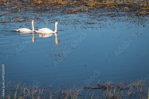 Pair Of White Swans Swimming Together In Blue Water With Copy Space