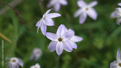 春に咲く花々　美しく風に揺れる
