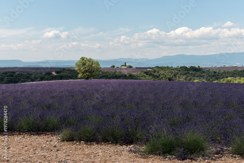 Vászonkép Lavande sur le plateau de Valensole en Provence
