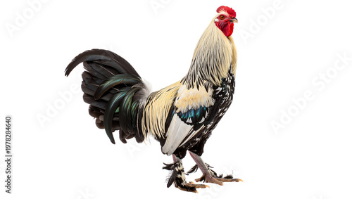 A rooster standing confidently with vibrant plumage and a red comb on its head isolated on transparent background
