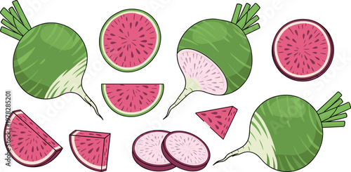 Watermelon radish vector set featuring whole vegetables, slices and wedges with green skin and pink interior isolated illustration