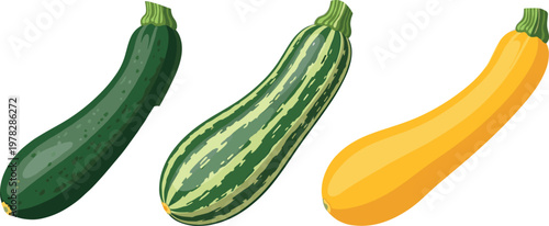 Zucchini and squash vector set featuring green zucchini, striped courgette and yellow squash isolated fresh vegetable illustration collection