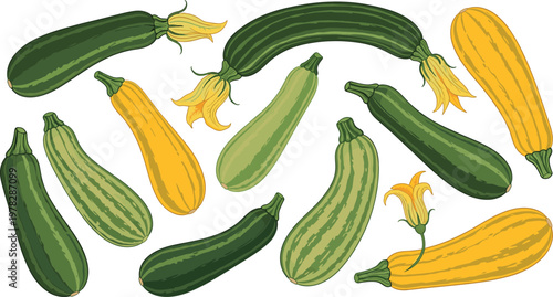 Zucchini and yellow squash collection with fresh vegetables and blossoms, organic garden produce vector illustration set isolated background