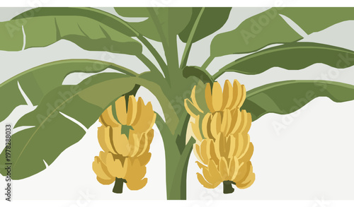 Banana plant with hanging fruit vector