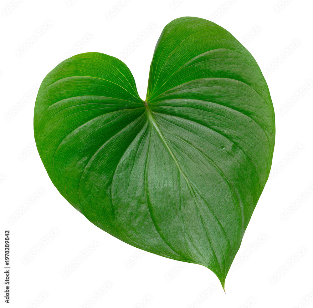 Obraz premium Vibrant Green leaf, Heart-shaped Tropical plant, Nature isolated, Botanical element