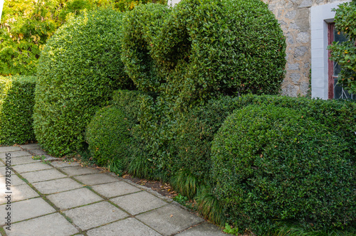 Well-maintained hedge alongside stone-paved pathway. Hedge consists of rounded bushes forming neat, continuous line next to walkway. . Nikitsky Botanical Garden. Yalta, Crimea